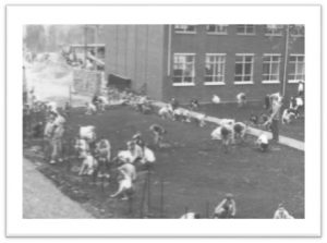 Planting grass on the school grounds